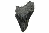Partial Fossil Megalodon Tooth - Serrated Blade #376009-1